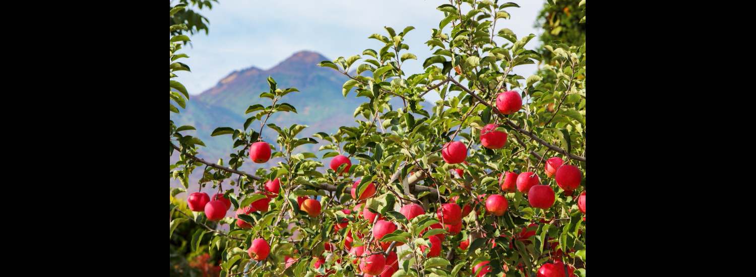 お岩木山とりんご